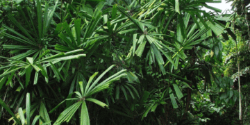 LICUALA SPINOSA SUCKERING FILTERED LIGHT FAN PALM
