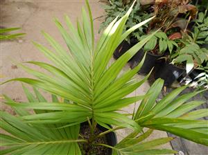 HOWEA BELMOREANA THE SENTRY OR UMBRELLA PALM