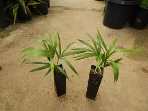 HOWEA BELMOREANA THE SENTRY OR UMBRELLA PALM