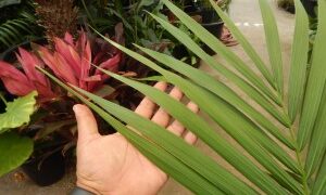 HOWEA FORSTERIANA THE KENTIA PALM