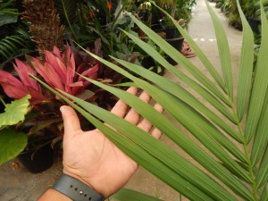 HOWEA FORSTERIANA THE KENTIA PALM