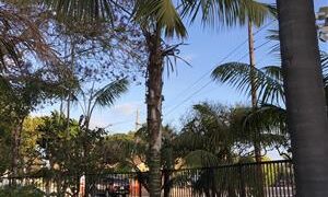 SPECIMEN SIZE KENTIA PALMS HOWEA FORSTERIANA