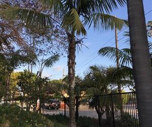 SPECIMEN SIZE KENTIA PALMS HOWEA FORSTERIANA