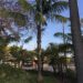 SPECIMEN SIZE KENTIA PALMS HOWEA FORSTERIANA