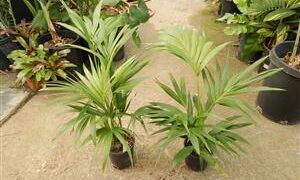 HOWEA FORSTERIANA THE KENTIA PALM