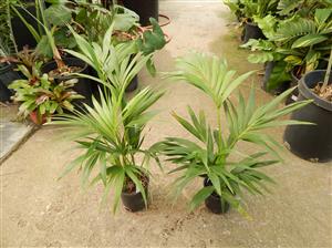 HOWEA FORSTERIANA THE KENTIA PALM