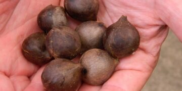 JUBAEA CHILENSIS