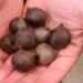 JUBAEA CHILENSIS