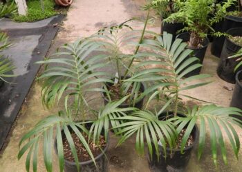 KENTIOPSIS OLIVIFORM IS A GREAT CROWN SHAFTED PALM