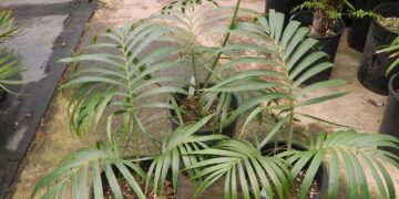 KENTIOPSIS OLIVIFORM IS A GREAT CROWN SHAFTED PALM