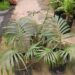 KENTIOPSIS OLIVIFORM IS A GREAT CROWN SHAFTED PALM