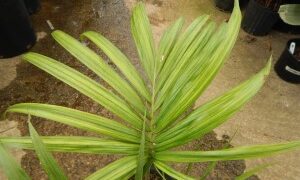 KENTIOPSIS PYRIFORMIS SUPER RARE SINGLE TRUNK PINNATE PALM
