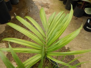 KENTIOPSIS PYRIFORMIS SUPER RARE SINGLE TRUNK PINNATE PALM