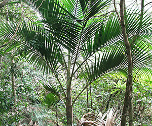 KENTIOPSIS PYRIFORMIS SUPER RARE SINGLE TRUNK PINNATE PALM