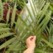 LACCOSPADIX AUSTRALASICA SINGLE TRUNK MOUNTAIN FORM