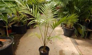 LACCOSPADIX AUSTRALASICA SUCKERING OR SINGLE TRUNK PINNATE PALM