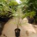 LACCOSPADIX AUSTRALASICA SUCKERING OR SINGLE TRUNK PINNATE PALM