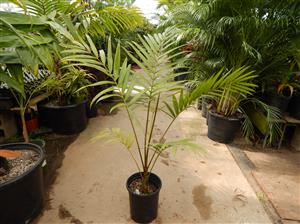 LACCOSPADIX AUSTRALASICA SUCKERING OR SINGLE TRUNK PINNATE PALM