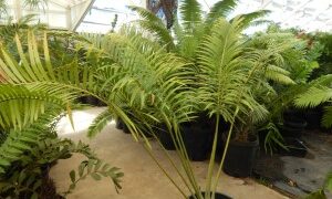 HOPEI LEPIDOZAMIA SPECIES WITH WIDER LEAFLETS