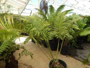 HOPEI LEPIDOZAMIA SPECIES WITH WIDER LEAFLETS