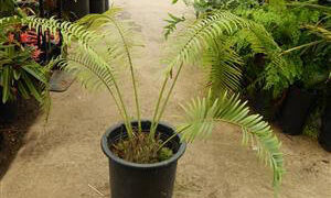 LEPIDOZAMIA PEROFFSKYANA A “USER FRIENDLY” LARGE CYCAD