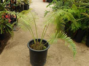 LEPIDOZAMIA PEROFFSKYANA A “USER FRIENDLY” LARGE CYCAD