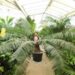LEPIDOZAMIA PEROFFSKYANA A “USER FRIENDLY” LARGE GREEN CYCAD