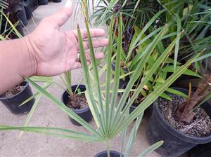 LIVISTONA LANGINOSA THE WOOLY LIVISTONA