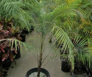 SYAGRUS (LYTOCARYUM) WEDDELLIANUM DWARF SINGLE TRUNK PINNATE PALM
