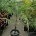 SYAGRUS (LYTOCARYUM) WEDDELLIANUM DWARF SINGLE TRUNK PINNATE PALM