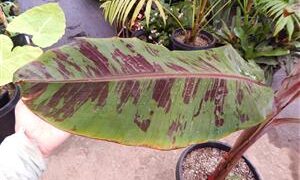 MUSA SUMATRANA ZEBRINA A NON-FRUITING BANANA ORNAMENTAL BANANA