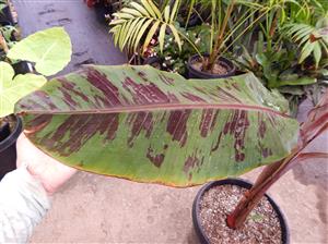 MUSA SUMATRANA ZEBRINA A NON-FRUITING BANANA ORNAMENTAL BANANA