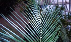 MACROZAMIA COMMUNIS MEDIUM SIZED GREEN CYCAD FROM EASTERN AUSTRALIA