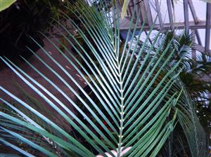 MACROZAMIA COMMUNIS MEDIUM SIZED GREEN CYCAD FROM EASTERN AUSTRALIA