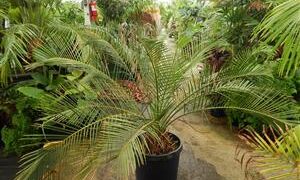 MACROZAMIA RIEDLEI RARE GREEN CYCAD FROM WESTERN AUSTRALIA