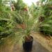 MACROZAMIA RIEDLEI RARE GREEN CYCAD FROM WESTERN AUSTRALIA