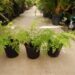 MAIDENHAIR FERN GENUS ADIANTUM