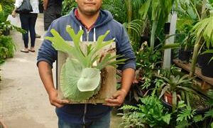THE MOOSEHORN FERN PLATYCERUM SUPERBUM