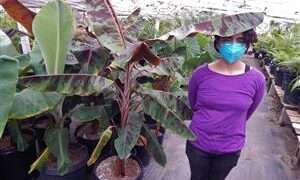 MUSA SUMATRANA HYBRIDA NON-FRUITING BANANA CROSSED WITH A FRUITING BANANA