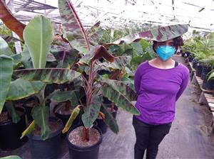 MUSA SUMATRANA HYBRIDA NON-FRUITING BANANA CROSSED WITH A FRUITING BANANA