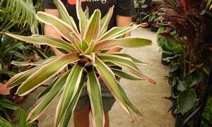 TRICOLOR NEOROGELIA BROMELIAD GREEN, WHITE AND PINK
