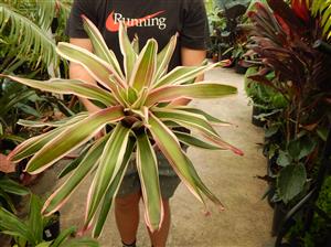 TRICOLOR NEOROGELIA BROMELIAD GREEN, WHITE AND PINK