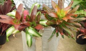 ASSORTED NEOROGELIA BROMELIADS – 6 INCH POTS ALMOST EVERY COLOR IMAGINABLE