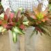 ASSORTED NEOROGELIA BROMELIADS – 6 INCH POTS ALMOST EVERY COLOR IMAGINABLE