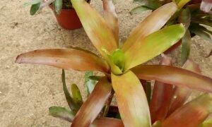 COLORFUL RED AND GREEN CLUSTERING BROMELIADS NEOROGELIA SPECIES GOOD FOR FILTERED LIGHT OR SUN ALONG THE COAST