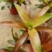 COLORFUL RED AND GREEN CLUSTERING BROMELIADS NEOROGELIA SPECIES GOOD FOR FILTERED LIGHT OR SUN ALONG THE COAST