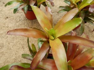 COLORFUL RED AND GREEN CLUSTERING BROMELIADS NEOROGELIA SPECIES GOOD FOR FILTERED LIGHT OR SUN ALONG THE COAST