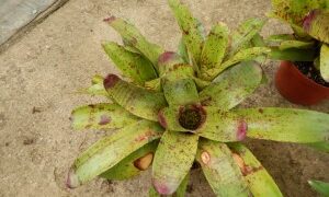 RED SPECKLED LEAF BROMELIADS NEOROGELIA SPECIES GOOD FOR FILTERED LIGHT OR SUN ALONG THE COAST