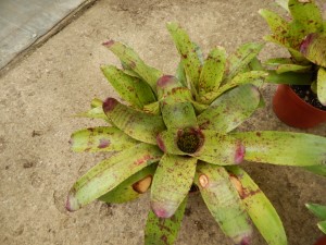 RED SPECKLED LEAF BROMELIADS NEOROGELIA SPECIES GOOD FOR FILTERED LIGHT OR SUN ALONG THE COAST