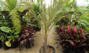 PARAJUBAEA TORALLYI THE SOUTH AMERICAN “COCONUT PALM”PRESENTLY IMPOSSIBLE TO FIND AVAILABLE